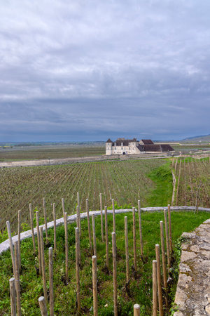 Typical vineyards near Clos de Vougeot, Cote de Nuits, Burgundy, Franceの写真素材