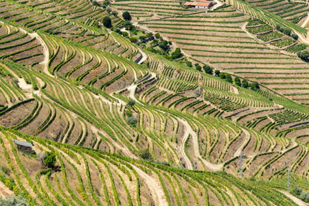 Typical vineyard near Pinhao, UNESCO site, Alto Douro wine region, Portugalの写真素材