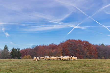 Sheep herd in Stiavnicke vrchy near Krupinska planina, Slovakiaの写真素材