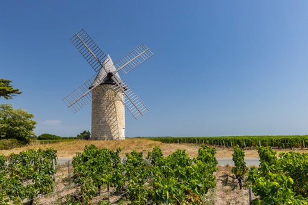 Windmill with vineyard near Montagne, Saint-Emilion wine region, departement Gironde, Franceの写真素材