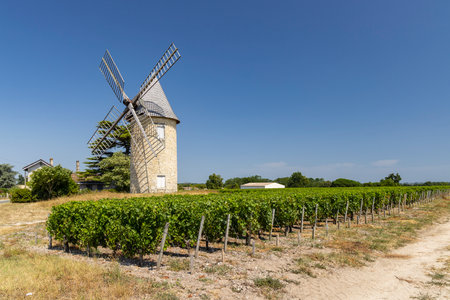 Windmill with vineyard near Montagne, Saint-Emilion wine region, departement Gironde, Franceの写真素材