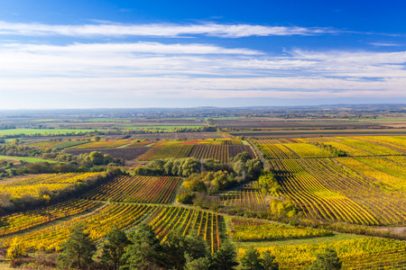 Autumn vineyard near Velke Bilovice, Southern Moravia, Czech Republicの写真素材