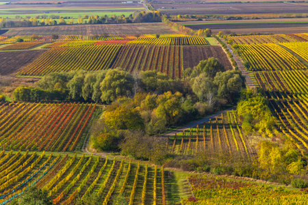 Autumn vineyard near Velke Bilovice, Southern Moravia, Czech Republic