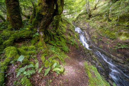Scenic view of a waterfall flowing through a vibrant green forest in Ustou, Occitanie, showcasing the beauty of nature in the French Pyreneesの写真素材