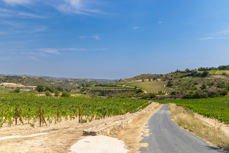 Typical vineyard near Laguardia, Rioja wine region, Rioja Alavesa, Basque Country, Spainの写真素材