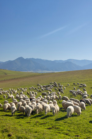 Sheep herd in Western Tatras (Rohace) with mountains Low Tatras (Nizske tatry) in background, Slovakiaの写真素材
