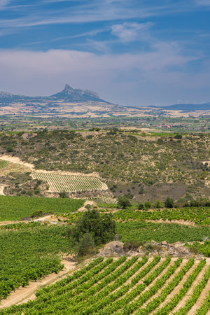 Typical vineyard near Laguardia, Rioja wine region, Rioja Alavesa, Basque Country, Spainの写真素材