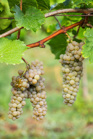 Vineyard with Hibernal near Cejkovice, Southern Moravia, Czech Republicの写真素材