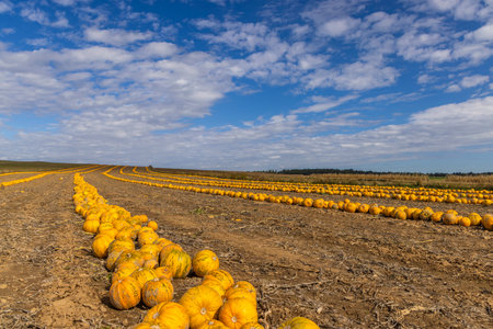 Pumpkin harvest in autumn time, Lower Austria, Austriaの写真素材