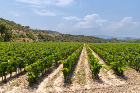 Typical vineyard near Logrono, Rioja wine region, Rioja Alavesa, Basque Country, Spainの写真素材