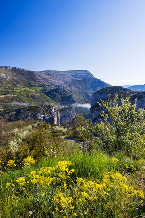 Yellow flowers and green grass growing near the Verdon Gorge in spring, Franceの写真素材