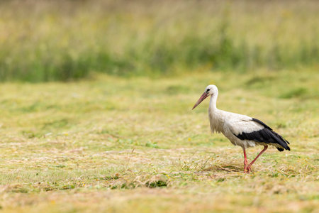 White stork walking in a mowed meadow in Haczow, Podkarpackie Voivodeship, Polandの写真素材
