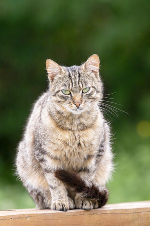 European cat resting on wooden beam with blurred green background in Lutowiska, Podkarpackie Voivodeshipの写真素材