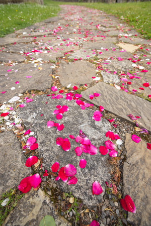 Pink rose petals creating a romantic atmosphere on a stone path in Dukla, Polandの写真素材