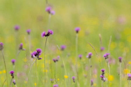 Purple thistle flowers growing in a meadow in Lutowiska, Podkarpackie Voivodeship, Polandの写真素材