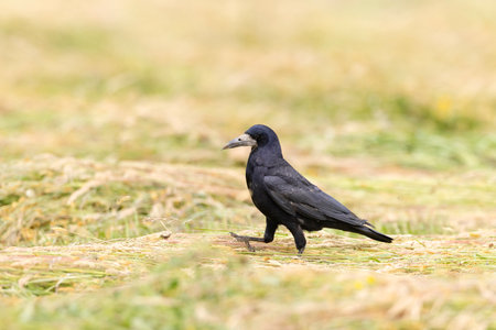Rook searching for food in a field of mown grass in Haczow, Podkarpackie Voivodeship, Polandの写真素材