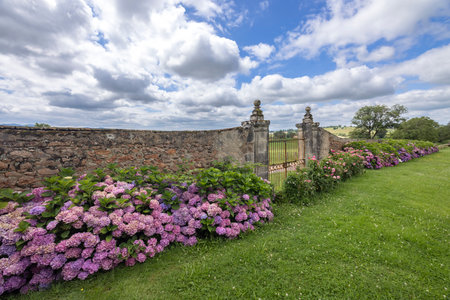 Pink and purple hydrangeas blooming along a stone wall with a metal gate in Curbigny, Saone et Loire, Bourgogne Franche Comte, Franceの写真素材
