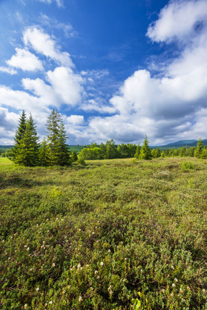 Wet meadow with blooming heather and spruce trees in Bieszczady Mountains, Polandの写真素材