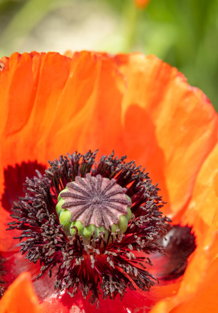 Close up of blooming red poppy flower showing pistil and stamens in Stare Mesto pod Landstejnem, Czechiaの写真素材