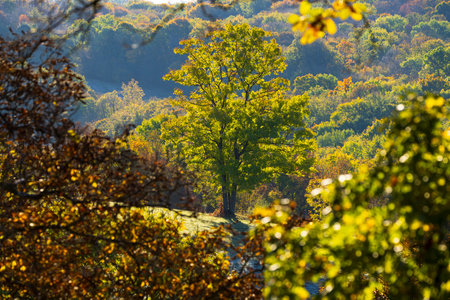 Green tree standing out in a colorful autumn forest in Silica, Slovakia, in the region of Roznava, Kosicky krajの写真素材