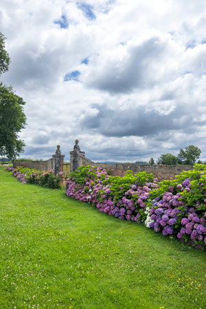 Colorful hydrangeas decorating a garden in Curbigny, Saone et Loire, Bourgogne Franche Comte, Franceの写真素材