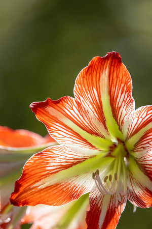 Backlit amaryllis flower showcasing intricate red and white stripes on its petals, creating a captivating floral displayの写真素材