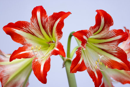 Close up of two amaryllis flowers with vibrant red and white striped petals, showcasing their delicate beautyの写真素材