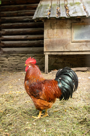 Beautiful rooster standing in farmyard near traditional wooden hen house in Museum of the Orava Village, Zuberec, Slovakiaの写真素材