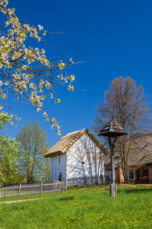 Blooming tree and old rural houses with thatched roof in the Czech open air museum in Kourim during a sunny spring dayの写真素材