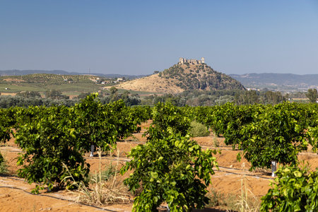 Rows of young orange trees growing in an orchard with the ruins of a medieval castle on a hill in the background in Andalusia, Spainの写真素材