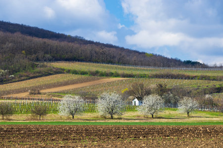 Scenic view of vineyards and blooming cherry trees in Lower Austria's wine region, Hollabrunn district near Hadres, in early springの写真素材