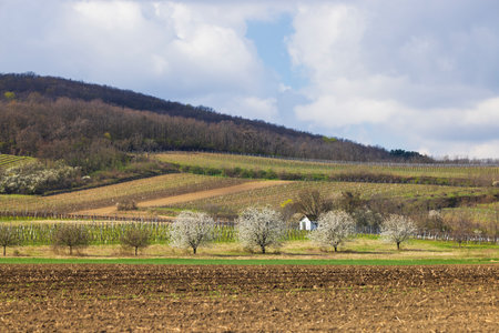 Scenic view of blooming trees rising from plowed fields with vineyards and hills in the background in Lower Austria, Austriaの写真素材