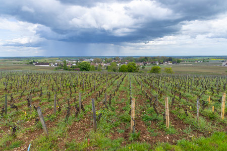 Rows of vines growing in Chambolle Musigny vineyards under cloudy sky with rain shower in Bourgogne region, Franceの写真素材