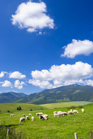 Flock of sheep grazing on green meadow in Pribylina, Slovakia, with mountains and blue sky in backgroundの写真素材