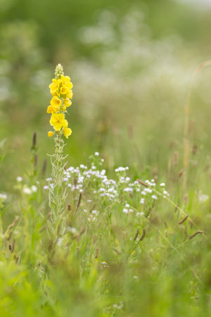 Yellow dense flowered mullein growing in a field with small white flowers and green grassの写真素材