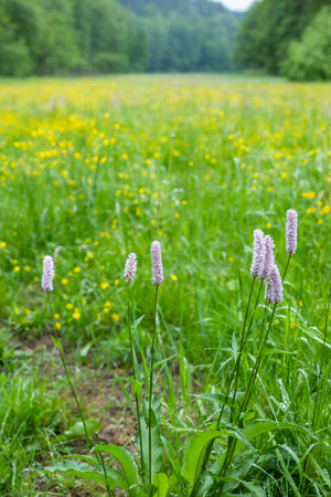 Purple bistorta officinalis flowers growing in a field of yellow flowers and green grass, with trees in the background in Vysker, Czechiaの写真素材