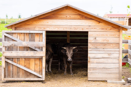 Brown cows standing in a wooden barn on a farm in Chvalovice, Czechiaの写真素材