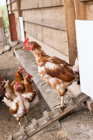 Brown hen exiting wooden chicken coop in free range farm in Chvalovice, Czechiaの写真素材