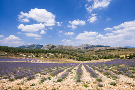 Lavender fields creating converging lines towards the horizon, with mountains and forest in the background, under a blue sky with cloudsの写真素材