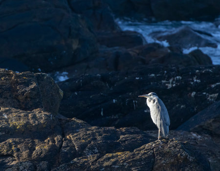 Grey heron standing on a rock by the ocean in Landunvez, Brittanyの写真素材