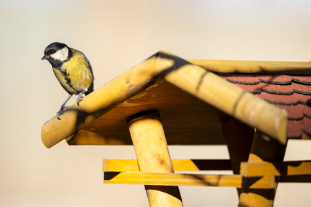 Great tit standing on a bird feeder in Podmoli, Jihomoravsky kraj, Czechiaの写真素材