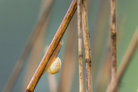 Small snail crawling on dry reed in autumn, macro photo of wildlife in South Moravian Region, Czech Republicの写真素材