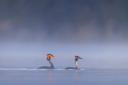 Two great crested grebes swimming on misty lake at sunrise in south bohemia, czech republic
