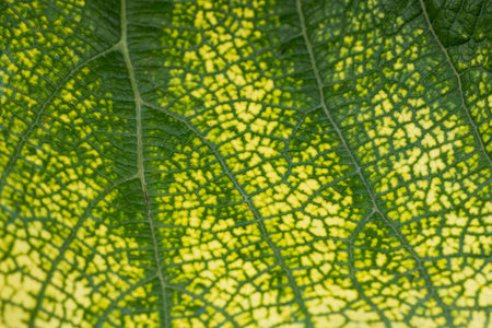 Green leaf with yellow mosaic pattern, creating a beautiful natural textureの写真素材