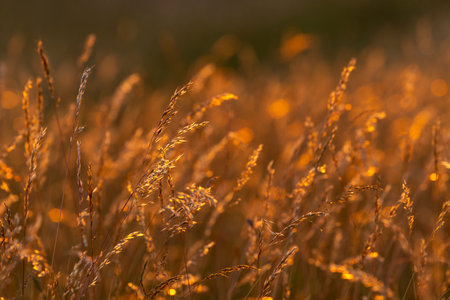 Dry grass illuminated by golden hour light in a field, creating a warm and inviting atmosphereの写真素材