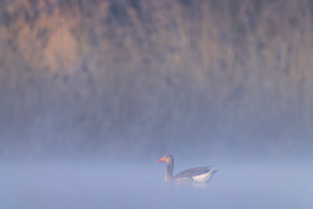 Greylag goose swimming in misty lake at sunrise in Strycice, South Bohemian Region, Czechiaの写真素材