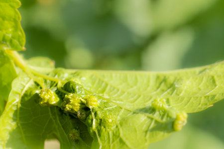 Close up of phylloxera galls on grapevine leaf, highlighting the effects of the pest