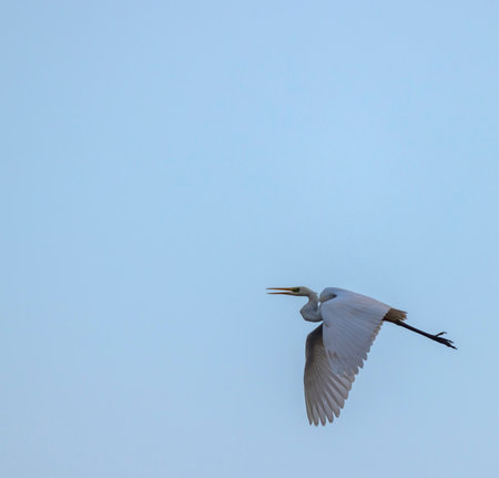 Egret flying with wings spread wide in Czechia