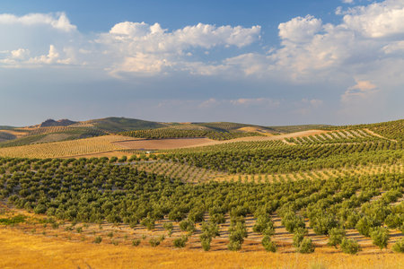Rows of olive trees growing on the hills of the Andalusian countryside in Spain, creating a scenic agricultural landscapeの写真素材