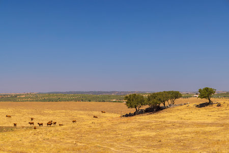 Brown cows grazing on dry yellow fields in the countryside of Montemor o Novo, Evora district, Portugal, on a summer dayの写真素材